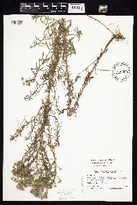 Symphyotrichum ericoides var. ericoides image