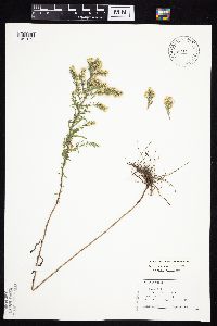 Symphyotrichum ericoides var. ericoides image