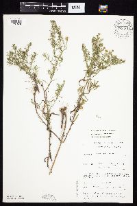 Symphyotrichum ericoides var. ericoides image