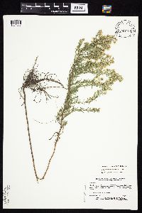 Symphyotrichum ericoides var. ericoides image