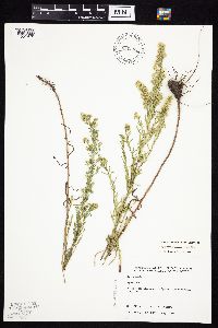 Symphyotrichum ericoides var. ericoides image