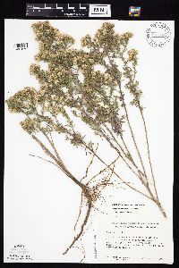 Symphyotrichum ericoides var. ericoides image