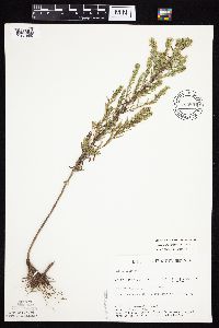 Symphyotrichum ericoides var. ericoides image