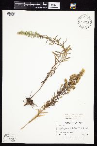Symphyotrichum ericoides var. ericoides image