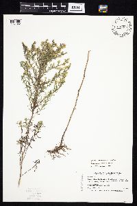 Symphyotrichum ericoides var. ericoides image