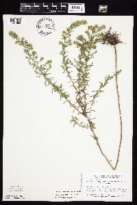 Symphyotrichum ericoides var. ericoides image