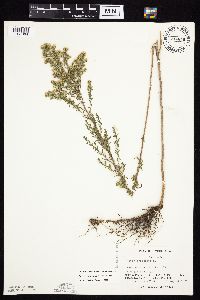 Symphyotrichum ericoides var. ericoides image