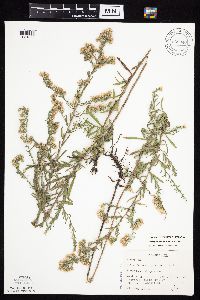 Symphyotrichum ericoides var. ericoides image