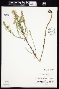 Symphyotrichum ericoides image