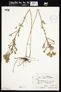 Symphyotrichum falcatum var. commutatum image