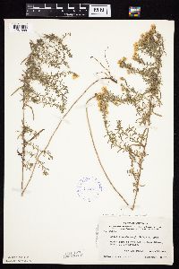 Symphyotrichum falcatum var. commutatum image