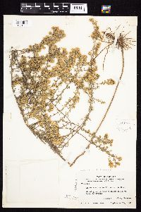 Symphyotrichum falcatum var. commutatum image