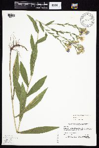 Symphyotrichum laeve image