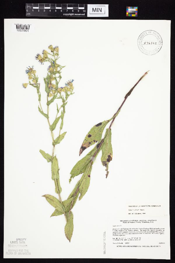 Symphyotrichum image