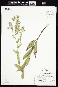 Symphyotrichum laeve image