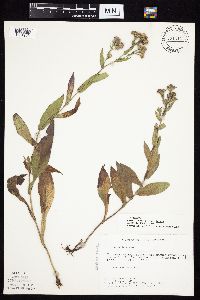 Symphyotrichum laeve var. laeve image