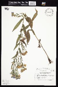 Symphyotrichum laeve image