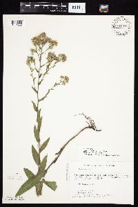 Symphyotrichum laeve image