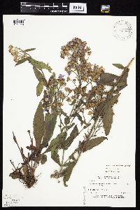 Symphyotrichum laeve image