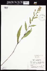 Symphyotrichum laeve var. laeve image