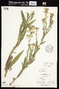 Symphyotrichum laeve image