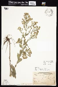 Symphyotrichum laeve image