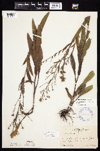 Symphyotrichum laeve var. laeve image