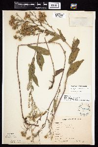 Symphyotrichum laeve image