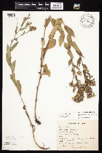 Symphyotrichum laeve image