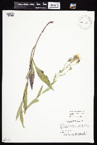 Symphyotrichum laeve image