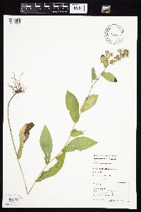 Symphyotrichum laeve var. laeve image