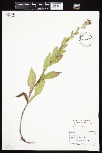 Symphyotrichum laeve var. laeve image