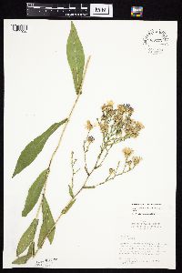 Symphyotrichum laeve image