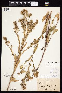 Symphyotrichum laeve image