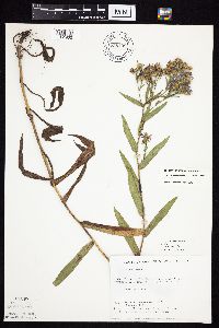 Symphyotrichum laeve image