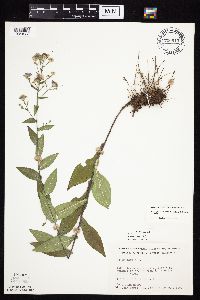 Symphyotrichum laeve image