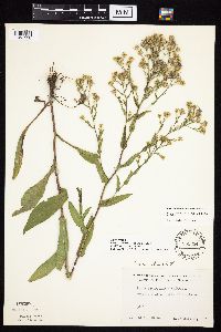 Symphyotrichum laeve image