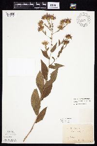 Symphyotrichum laeve image