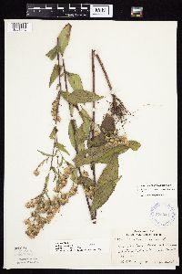 Symphyotrichum laeve var. laeve image