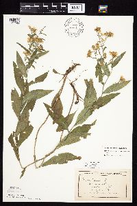 Symphyotrichum laeve image