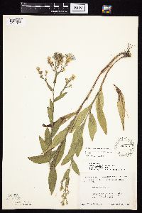Symphyotrichum laeve image