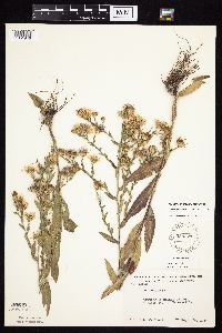 Symphyotrichum laeve image