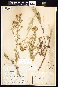Symphyotrichum laeve image