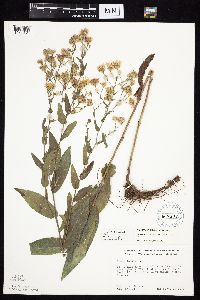 Symphyotrichum laeve image