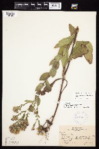 Symphyotrichum laeve var. laeve image