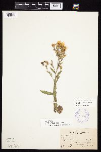 Symphyotrichum laeve var. laeve image