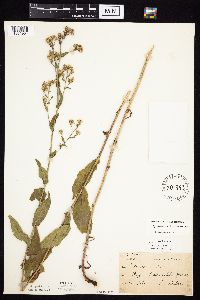 Symphyotrichum laeve image