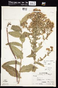 Symphyotrichum laeve image