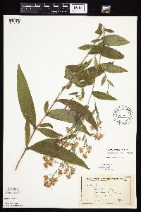 Symphyotrichum laeve image