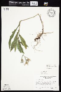 Symphyotrichum laeve var. laeve image